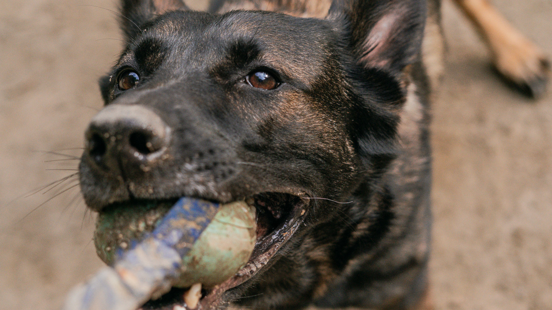 The Ultimate Dog Gear Checklist for New Adopters