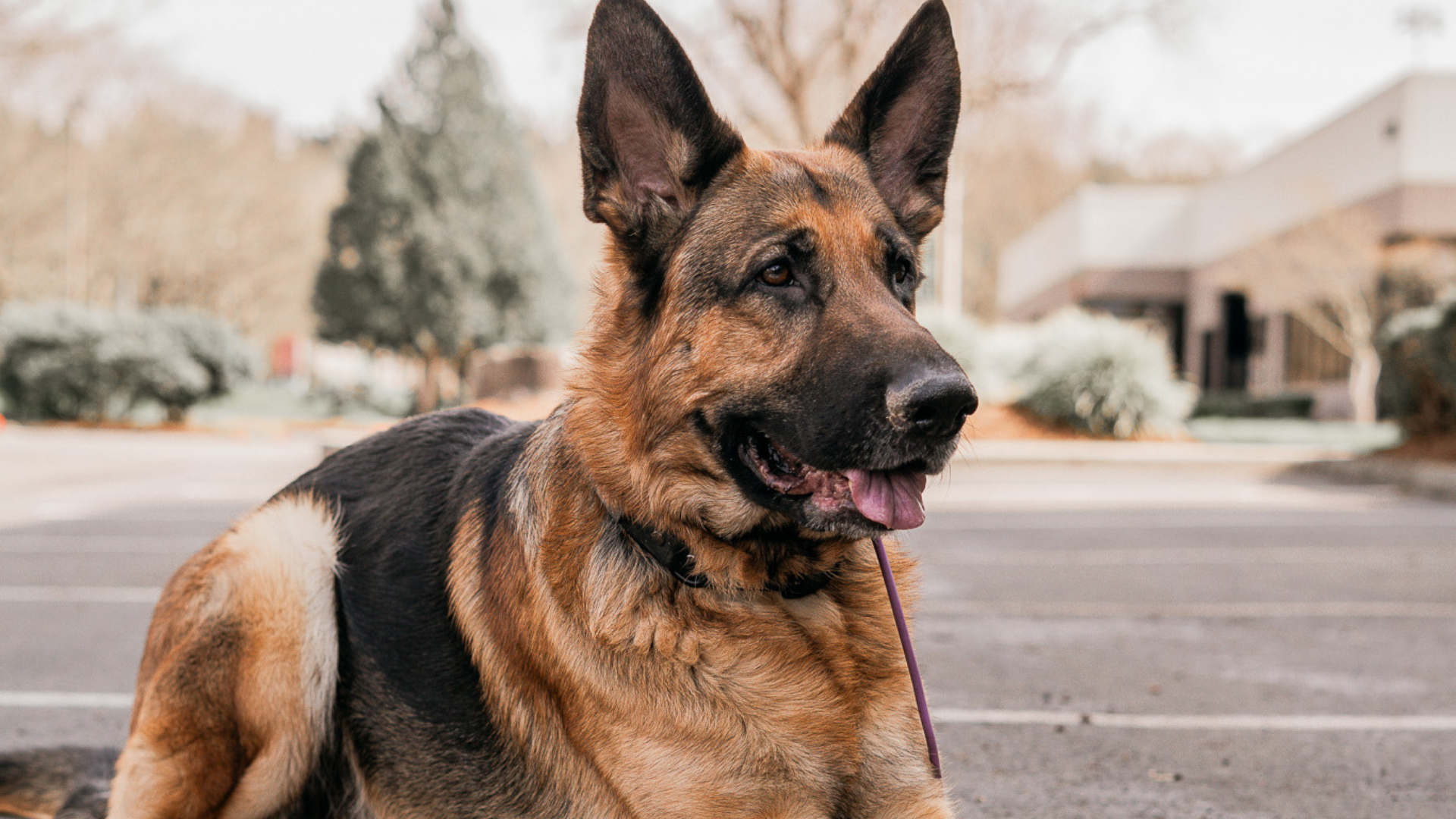 Gear With Purpose: How Bolder K9 Collars and Leashes Rescue More Than Dogs