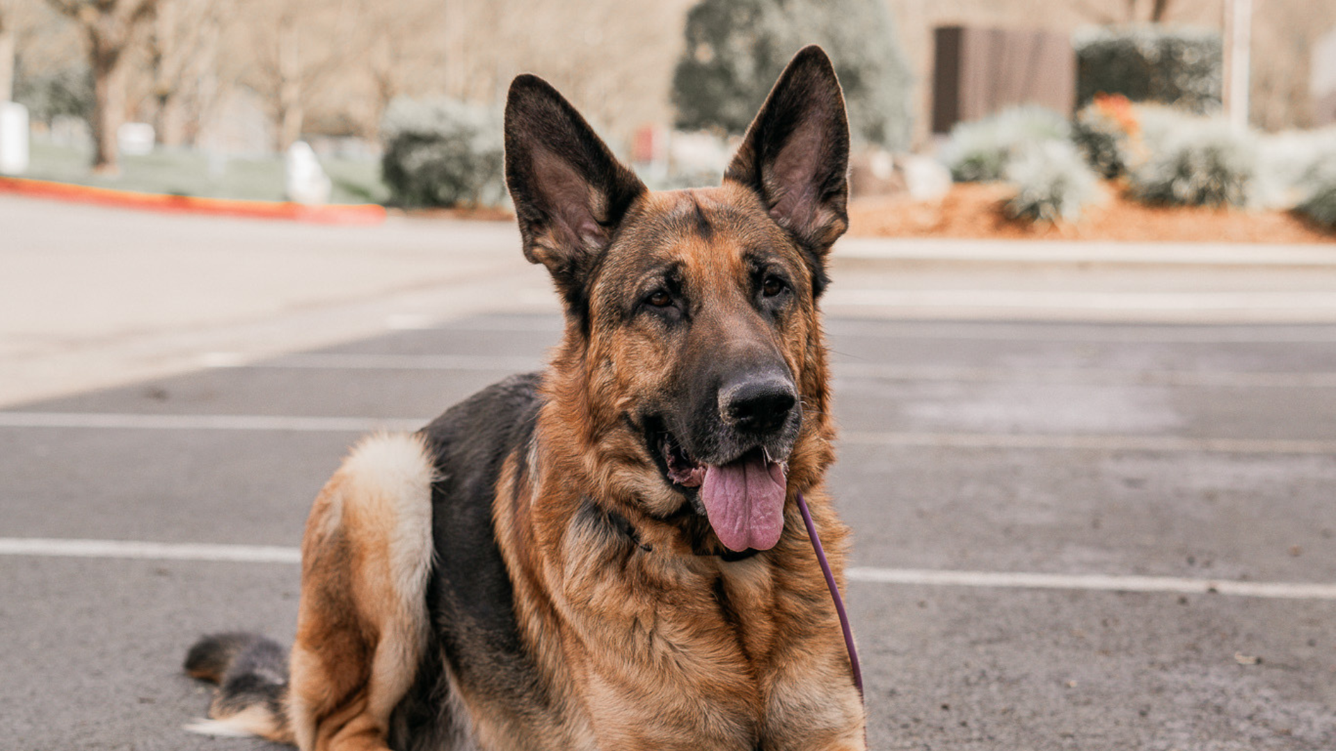 Best Leashes for Rescue Dogs: Dependability Meets Purpose