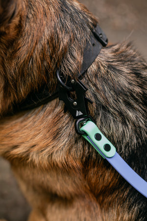 Atlas BioThane Hands-Free Leash attached to a dog's harness showcasing durable and adjustable design.