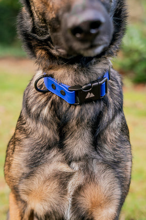 Dog wearing ECO Adjustable BioThane Dog Collar n blue, showcasing flexibility and durability in outdoor settings.
