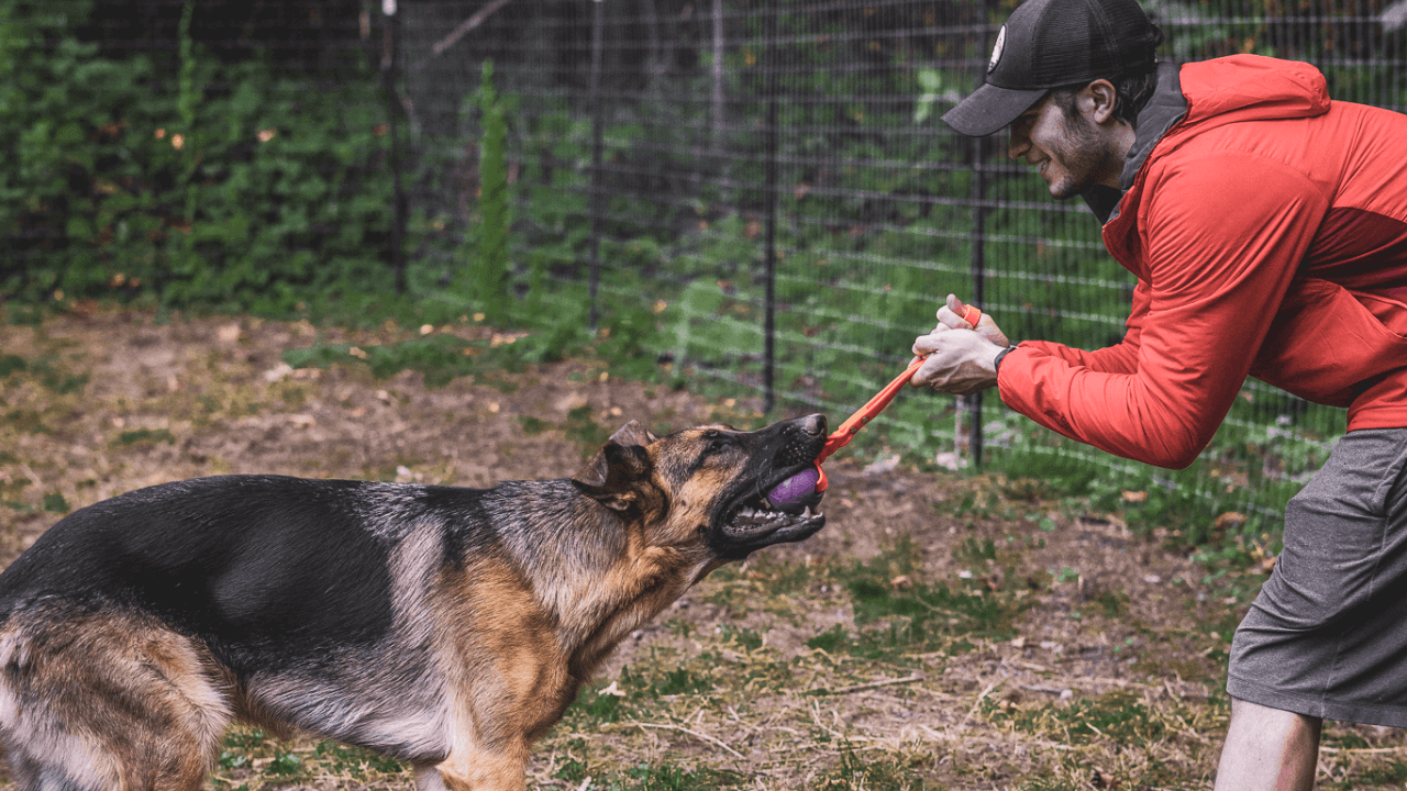 Building Toy Drive in Your Pup - Bolder K9