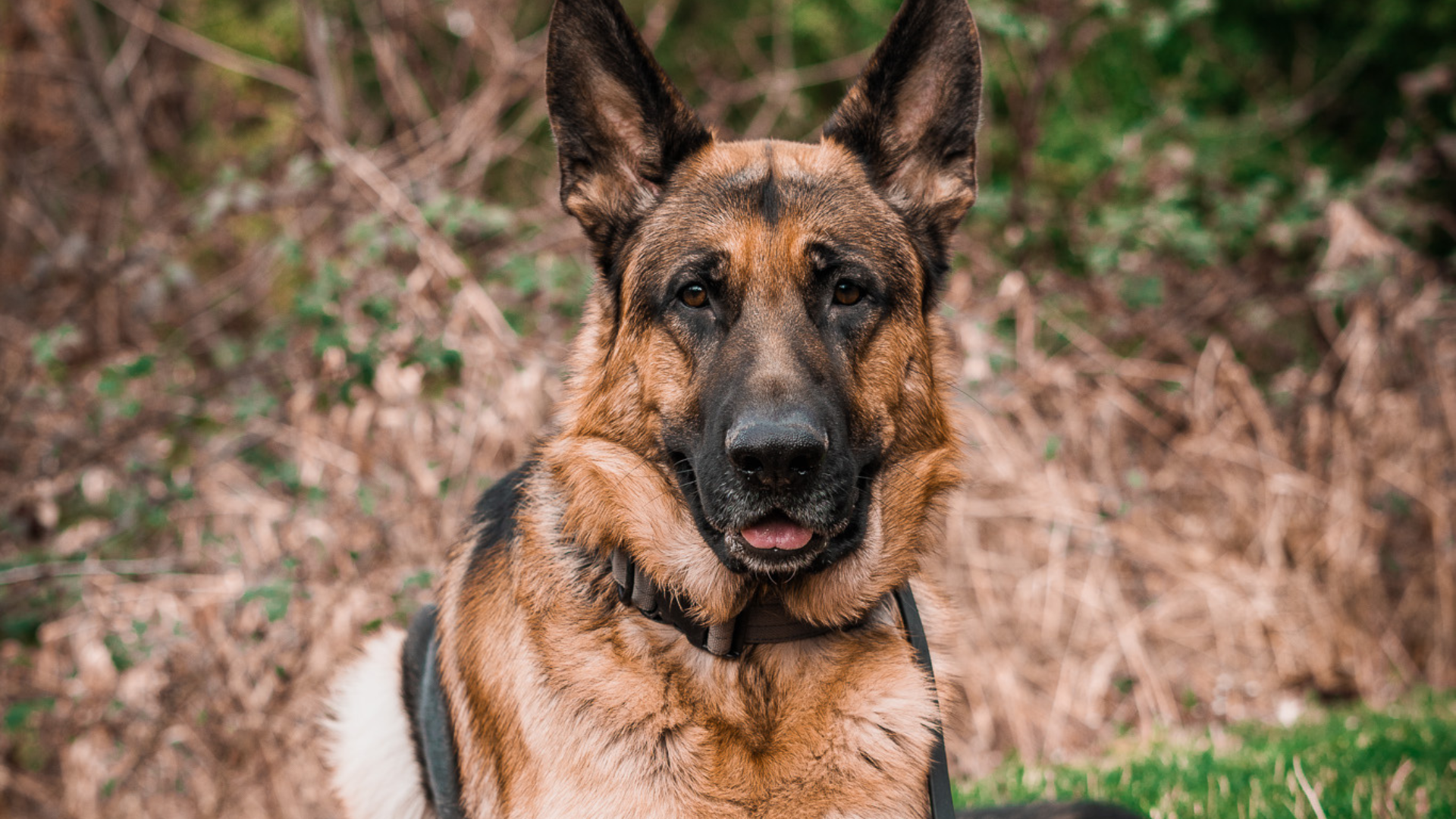 The Best Dog Leash for German Shepherds