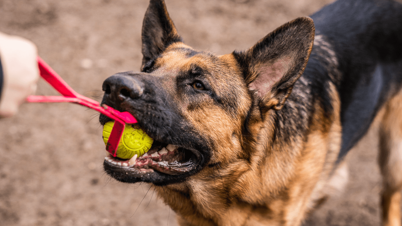 Training with Toys vs. Treats