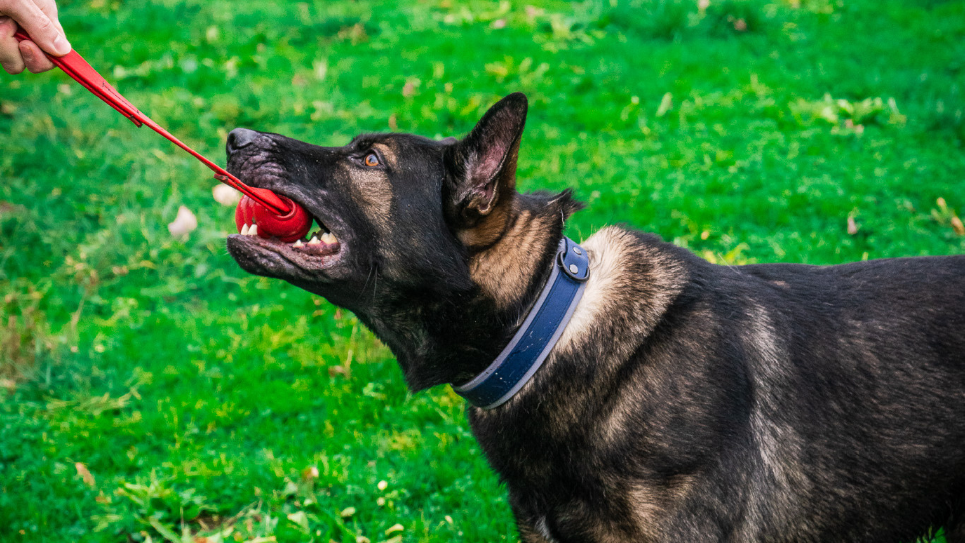 Selecting the Perfect Working Dog Gear: A Guide for Handlers