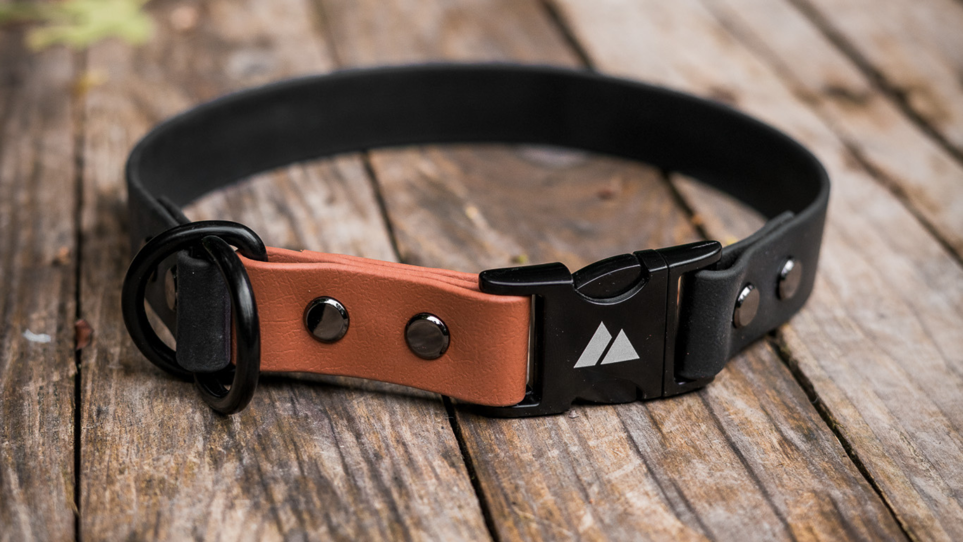 BioThane Gear Guide: Leashes, Collars, and More