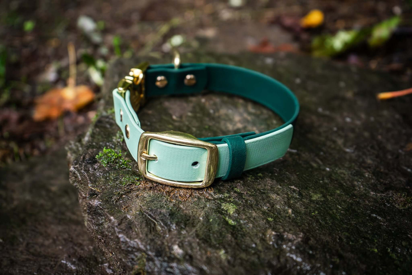 two tone dog collar with sage and forest green biothane colors and a gold quick release buckle on a stone background