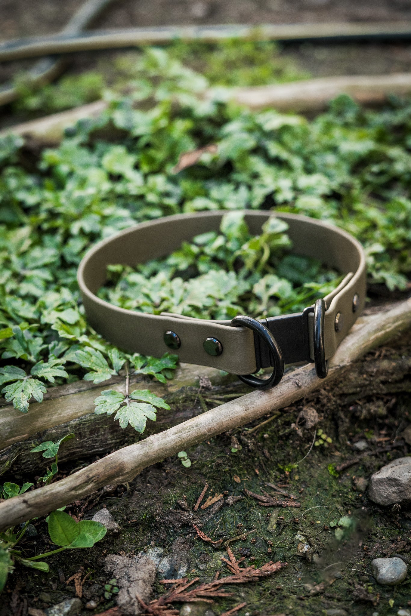 BioThane breakaway dog collar 1 inch wide on a leafy background, supporting True North GSD Rescue and pet safety.