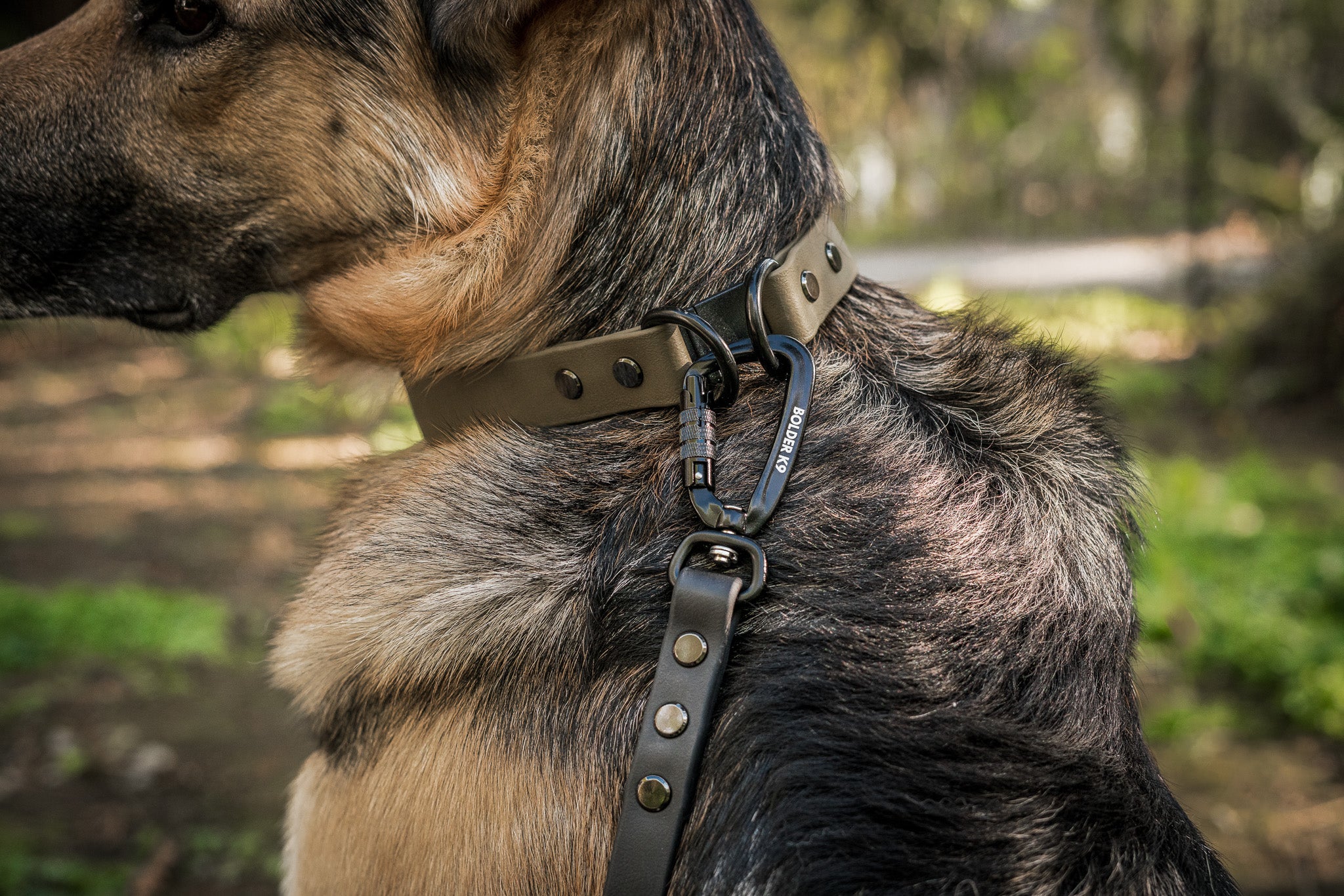 German Shepherd wearing Breakaway BioThane® Collar for safety and style, supporting True North GSD Rescue with every purchase.