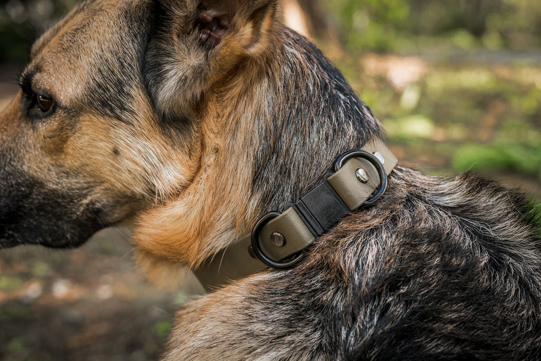 Dog wearing Breakaway BioThane® Collar, 1" wide, in the woods, supporting True North GSD Rescue with every purchase.