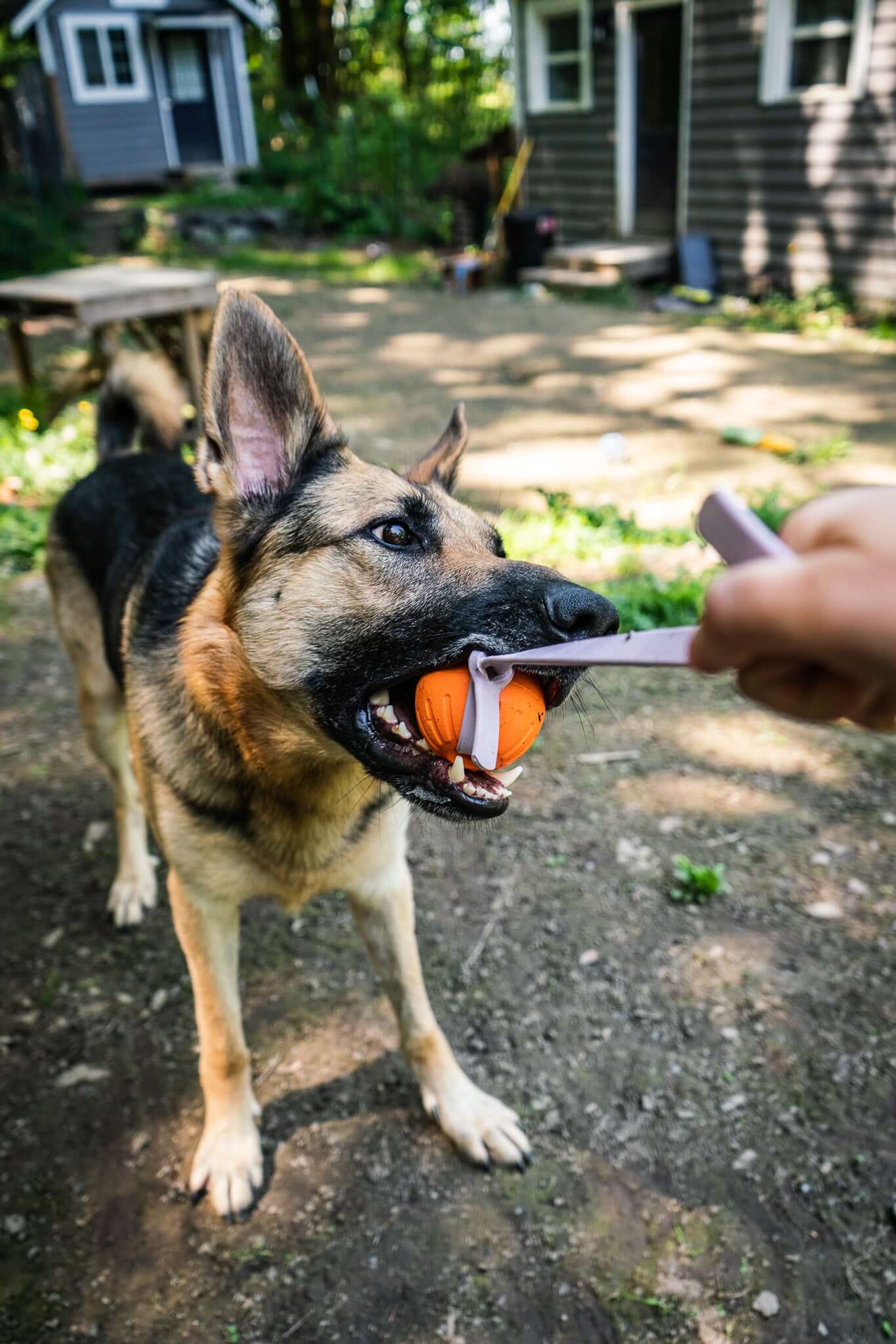 german shepherd dog playing tug with a dyno tug that has a foam ball and biothane handle in a backyard