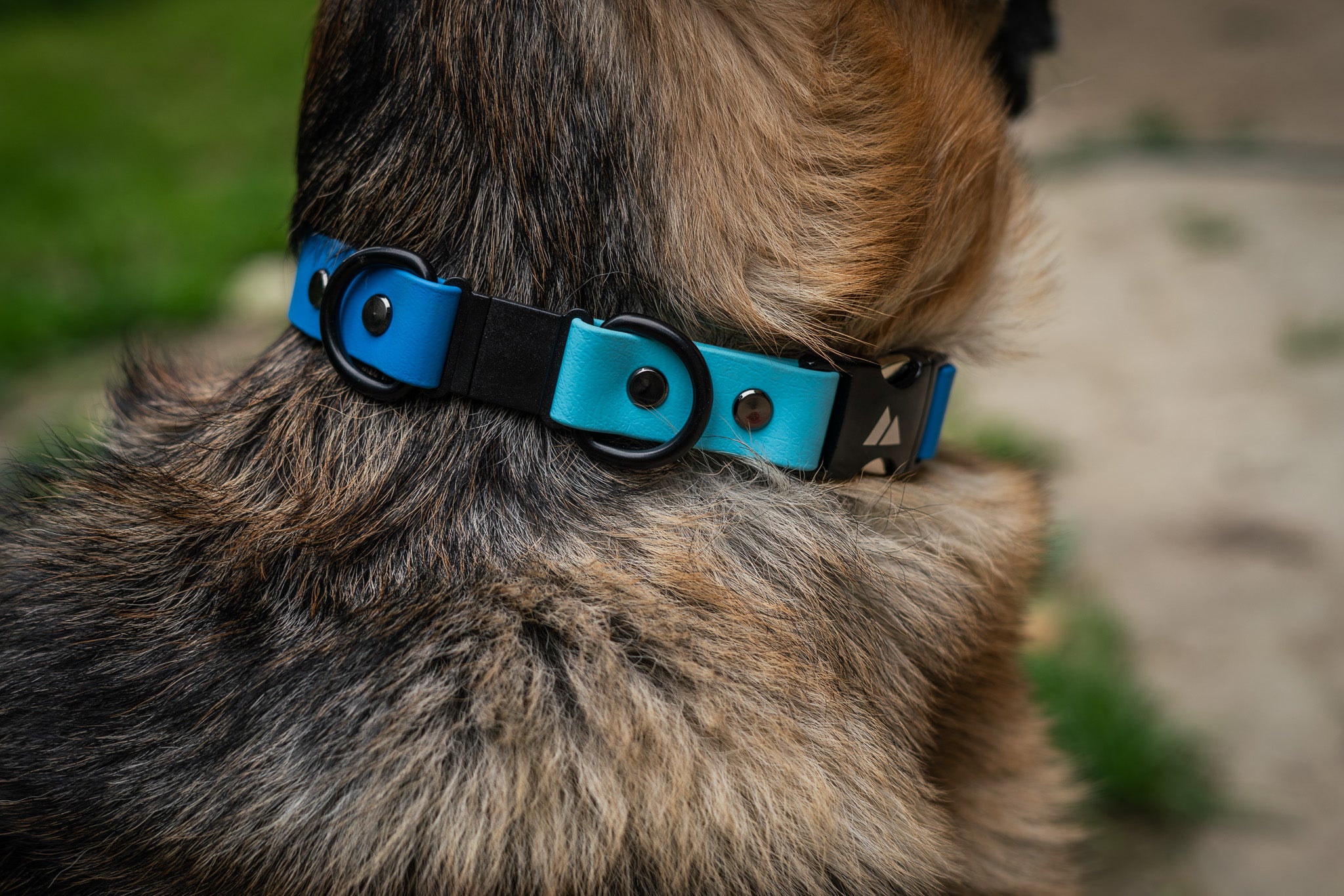 Blue Atlas Quick-Release BioThane Collar on a dog, showcasing breakaway design for safety, profits support True North GSD Rescue.