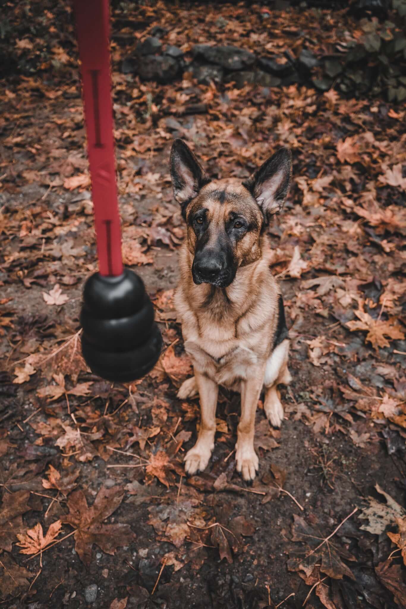 dog tug toy with a black kong toy on a bright red biothane rope held in front of a german shepherd dog with a background of leaves