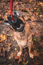 german shepherd dog playing with a tug toy that has a black kong toy on a bright red biothane rope with a background of leaves