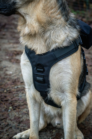 Adjustable Outlander Dog Harness on a German Shepherd, featuring a durable, ergonomic design for comfort and adventure.