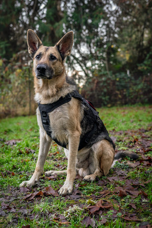 German Shepherd sitting outdoors wearing the Outlander adjustable dog harness, surrounded by autumn leaves.