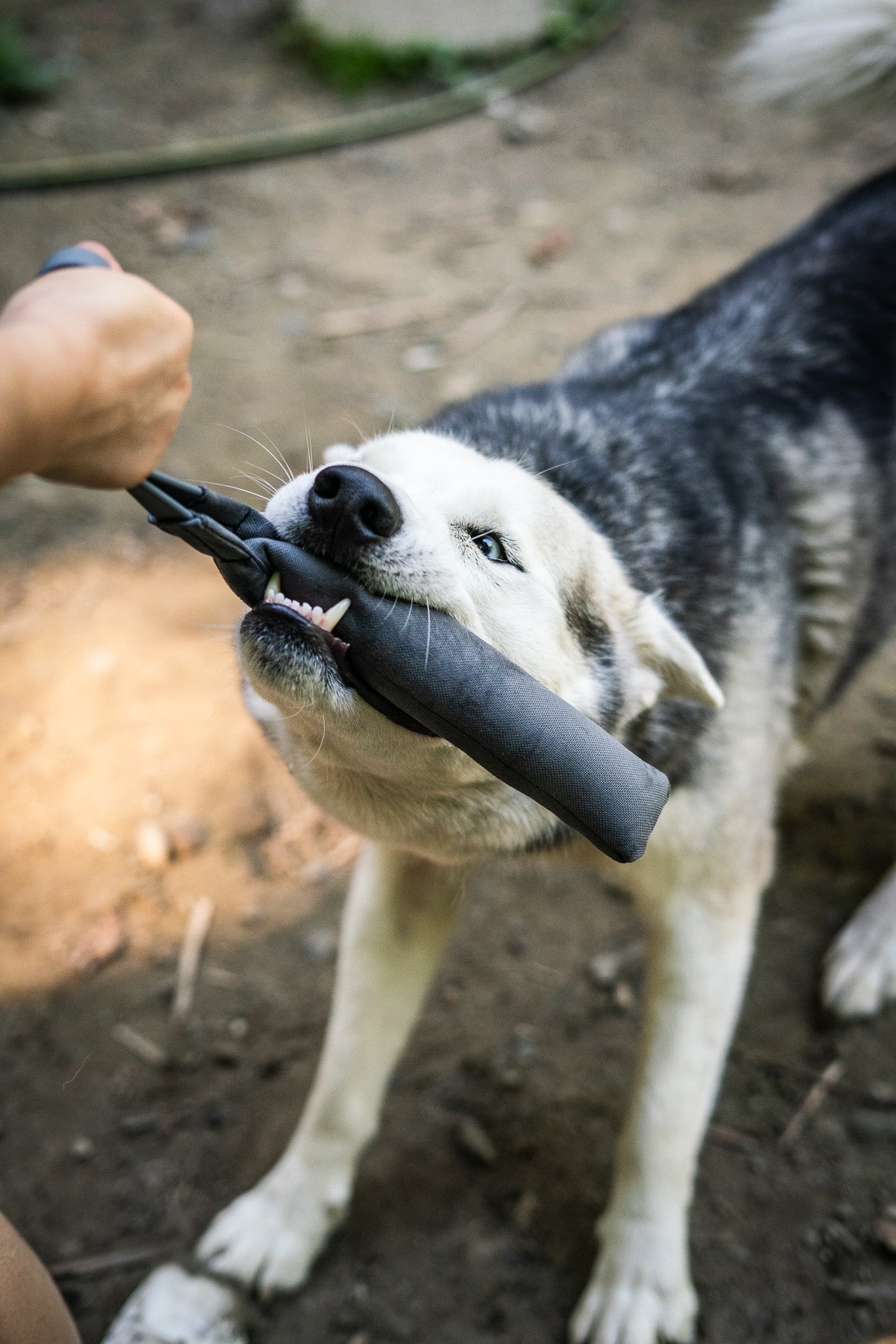 Mini Bite Tug with BioThane® Handles