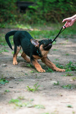 puppy playing with small dog biothane tug toy in black sewn with a glow in the dark ball on a grassy background