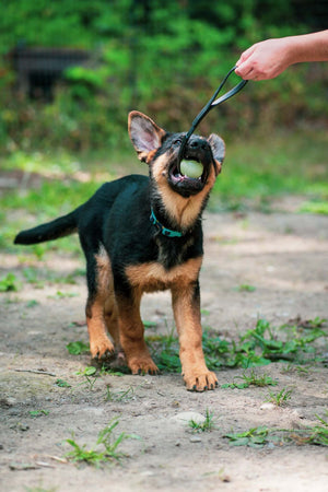 puppy playing with small dog biothane tug toy in black sewn with a glow in the dark ball on a grassy background