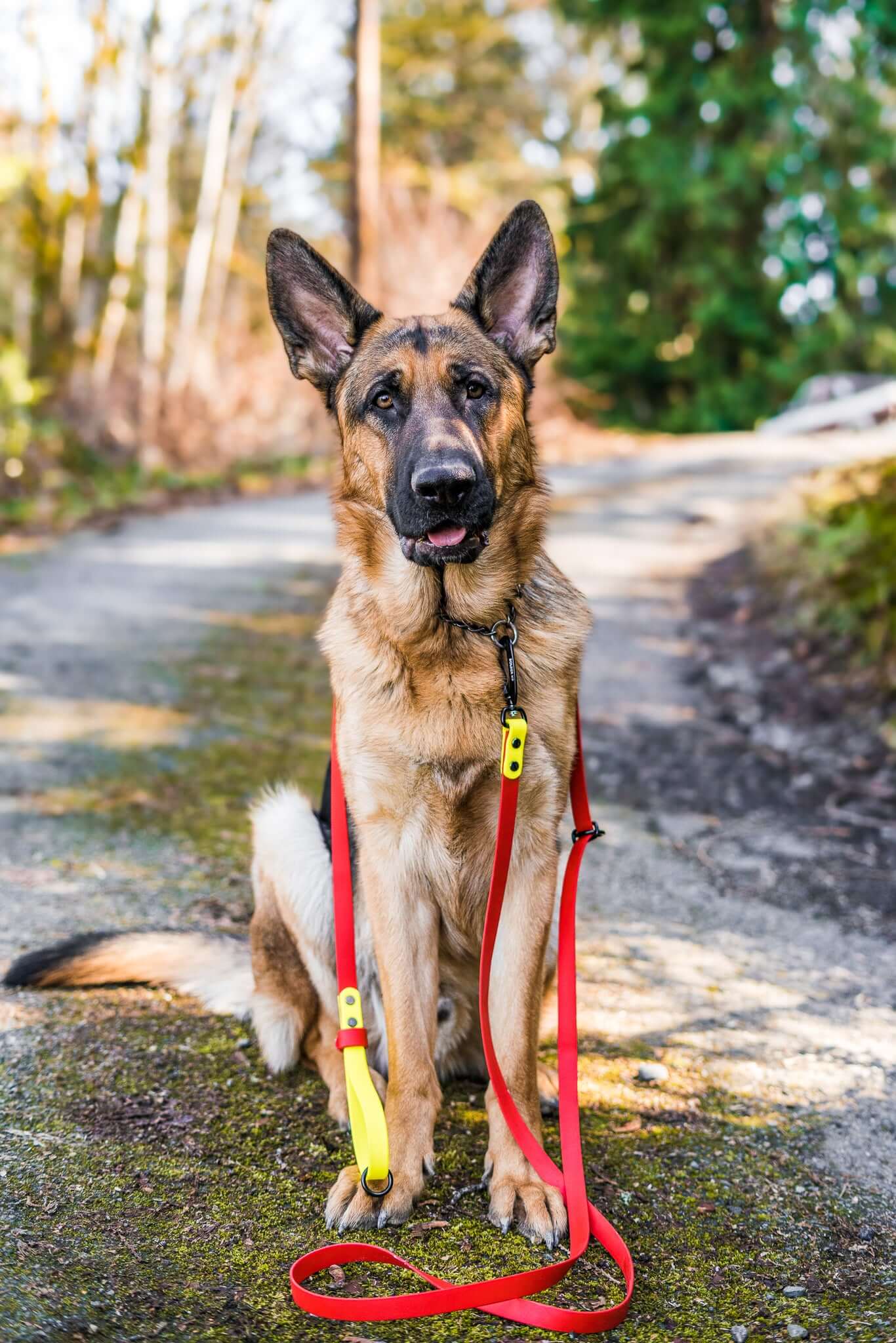 dog modeling a custom made dog leash in red and yellow biothane and a concreate background