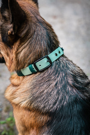 German Shepherd wearing an adjustable BioThane martingale collar outdoors