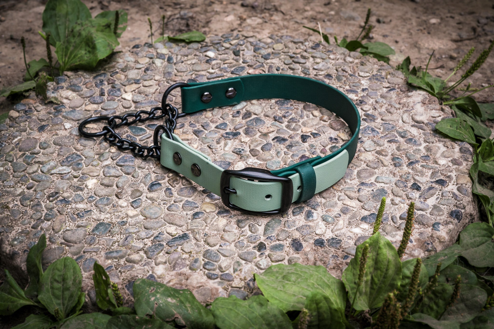 Adjustable BioThane Martingale Collar on stone path amidst green plants