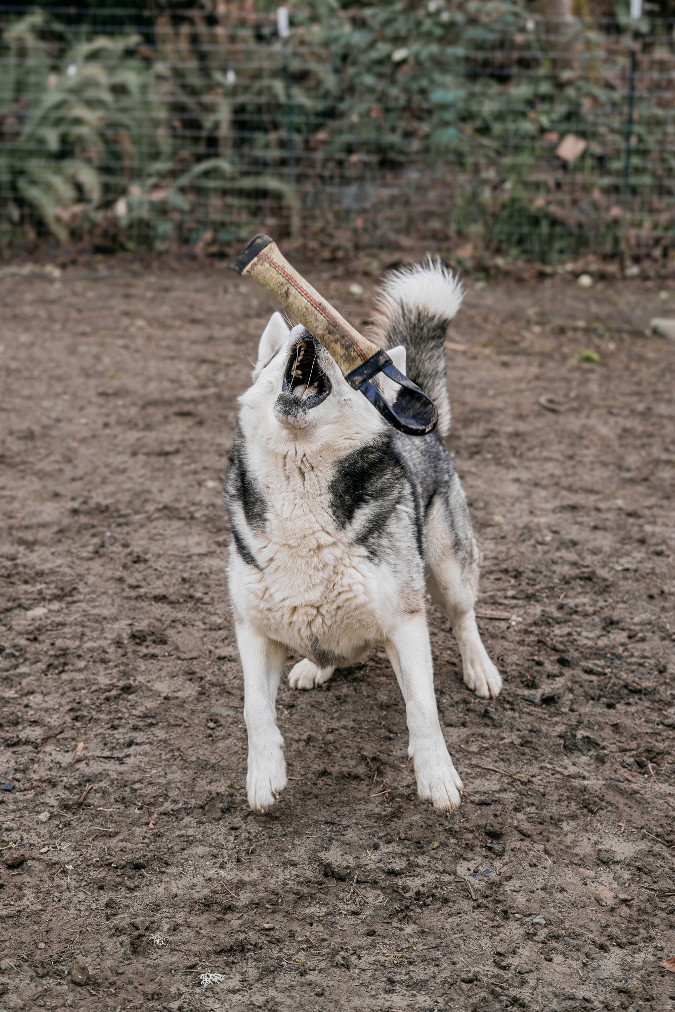 Dog engaging with an Upcycled Firehose Tug featuring a BioThane® handle, set in a natural outdoor environment.