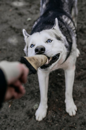 Black and white husky playing tug with an upcycled fire hose tug toy, showcasing durability and fun.