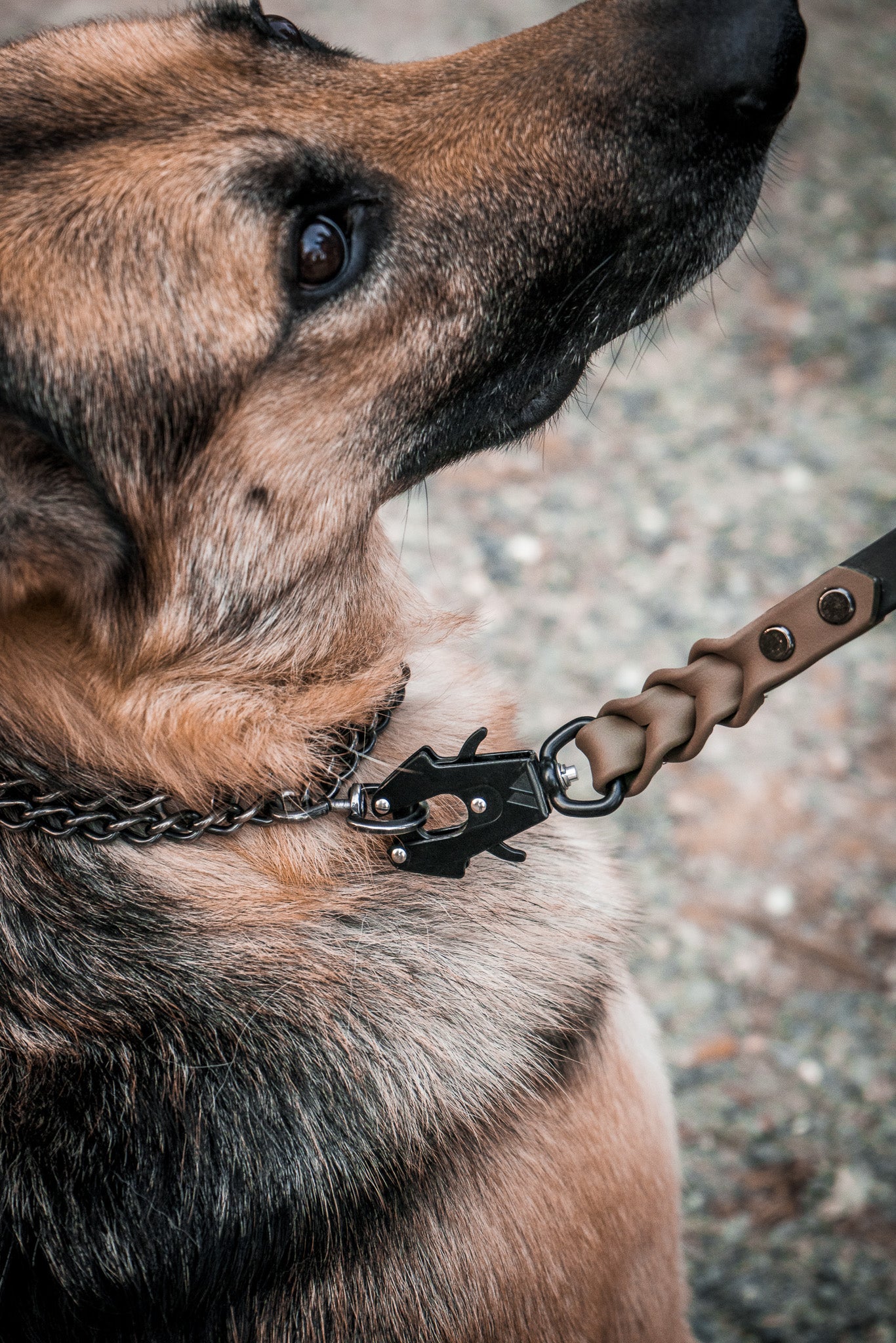 Dog wearing Trailblazer BioThane® adjustable leash with braided ends, highlighting the minimalist design for adventurous outings.