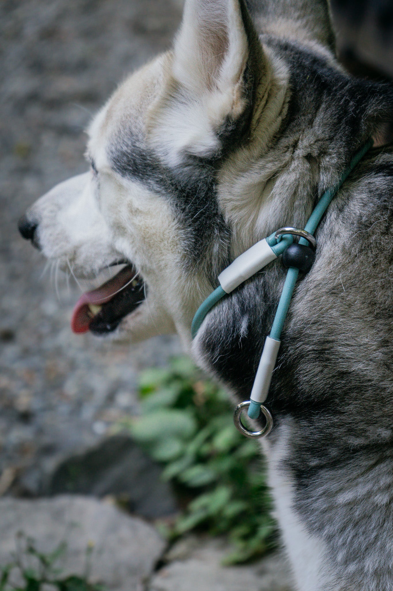 Close-up of a dog wearing a BioThane® Rope Slip Lead Collar in a natural outdoor setting.
