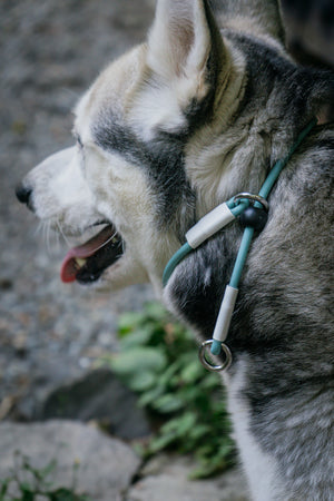Close-up of a dog wearing a BioThane® Rope Slip Lead Collar in a natural outdoor setting.
