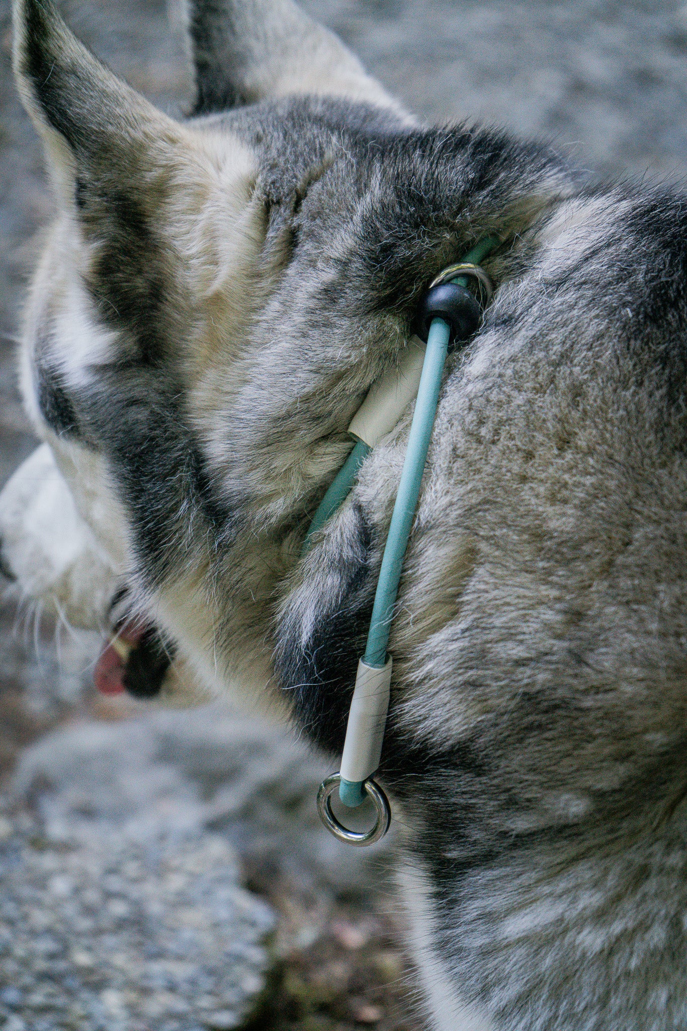 Close-up of a dog wearing a BioThane® Rope Slip Lead Collar for secure, adjustable training and handling.