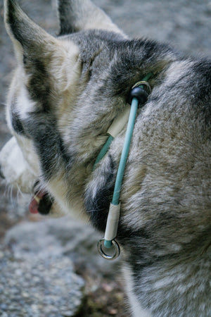 Close-up of a dog wearing a BioThane® Rope Slip Lead Collar for secure, adjustable training and handling.