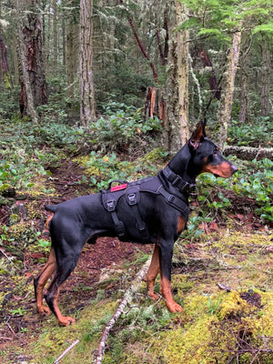 Doberman wearing an Outlander adjustable dog harness in a forest setting, showcasing durability and comfort for outdoor adventures.