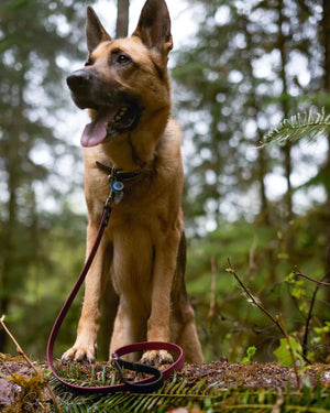 tan dog modeling two tone biothane dog leash in magenta and deep sea blue with a forest background