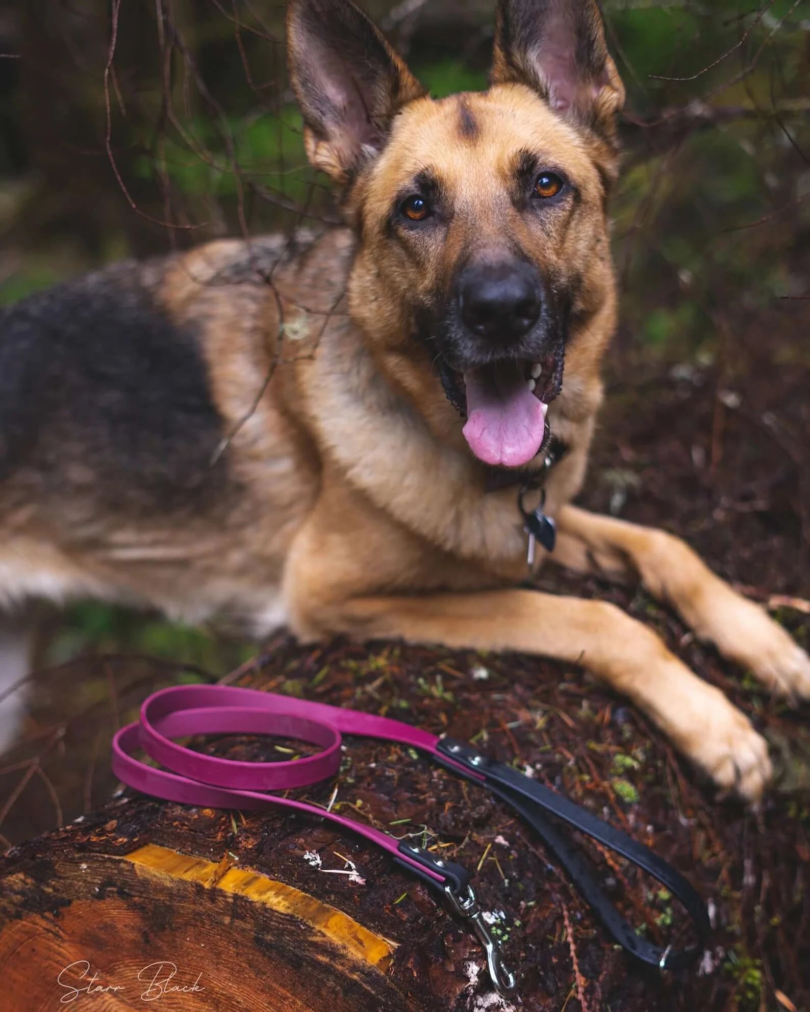 tan dog laying down and modeling two tone biothane dog leash in magenta and deep sea blue with a wooden background