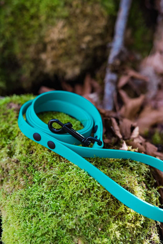 small dog biothane leash in teal with black hardware on a moss background