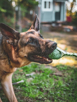 Trailblazer Braided BioThane® Tug - Bolder K9